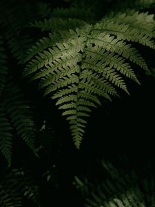 Preview wallpaper fern, plant, leaves, green, macro, dark