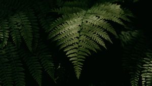 Preview wallpaper fern, plant, leaves, green, macro, dark