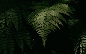 Preview wallpaper fern, plant, leaves, green, macro, dark