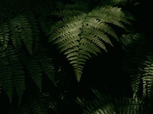 Preview wallpaper fern, plant, leaves, green, macro, dark