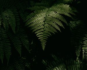 Preview wallpaper fern, plant, leaves, green, macro, dark