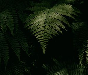 Preview wallpaper fern, plant, leaves, green, macro, dark