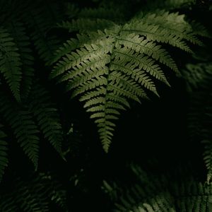 Preview wallpaper fern, plant, leaves, green, macro, dark