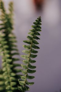 Preview wallpaper fern, plant, leaves, branches, drops, macro