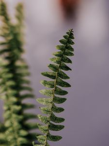 Preview wallpaper fern, plant, leaves, branches, drops, macro