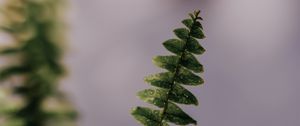 Preview wallpaper fern, plant, leaves, branches, drops, macro