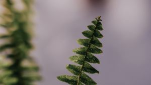 Preview wallpaper fern, plant, leaves, branches, drops, macro