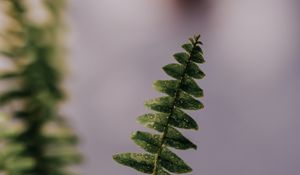 Preview wallpaper fern, plant, leaves, branches, drops, macro
