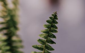 Preview wallpaper fern, plant, leaves, branches, drops, macro