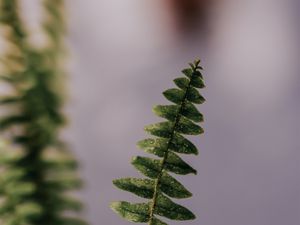 Preview wallpaper fern, plant, leaves, branches, drops, macro