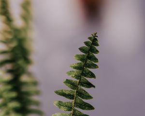 Preview wallpaper fern, plant, leaves, branches, drops, macro