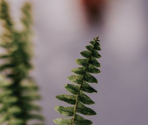 Preview wallpaper fern, plant, leaves, branches, drops, macro