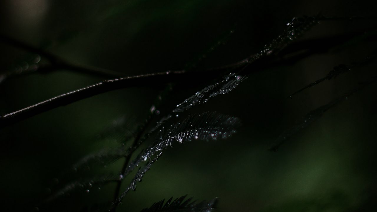 Wallpaper fern, plant, leaves, drops, wet, macro