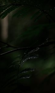 Preview wallpaper fern, plant, leaves, drops, wet, macro