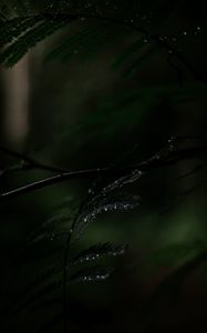 Preview wallpaper fern, plant, leaves, drops, wet, macro