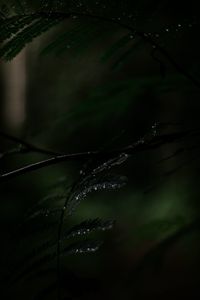 Preview wallpaper fern, plant, leaves, drops, wet, macro