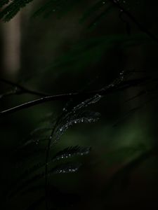 Preview wallpaper fern, plant, leaves, drops, wet, macro