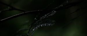 Preview wallpaper fern, plant, leaves, drops, wet, macro