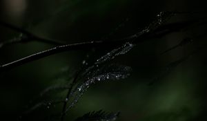 Preview wallpaper fern, plant, leaves, drops, wet, macro