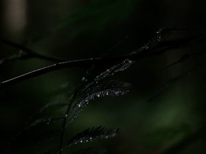 Preview wallpaper fern, plant, leaves, drops, wet, macro