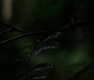 Preview wallpaper fern, plant, leaves, drops, wet, macro