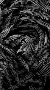 Preview wallpaper fern, plant, leaves, macro, black and white