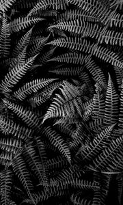 Preview wallpaper fern, plant, leaves, macro, black and white