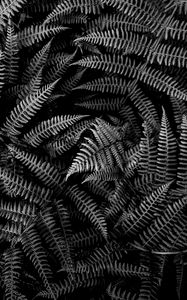 Preview wallpaper fern, plant, leaves, macro, black and white