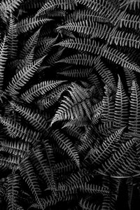 Preview wallpaper fern, plant, leaves, macro, black and white