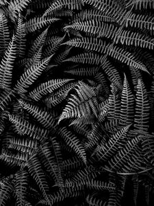 Preview wallpaper fern, plant, leaves, macro, black and white