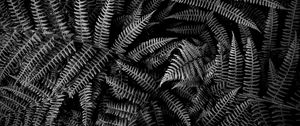 Preview wallpaper fern, plant, leaves, macro, black and white