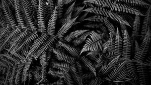 Preview wallpaper fern, plant, leaves, macro, black and white