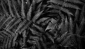 Preview wallpaper fern, plant, leaves, macro, black and white