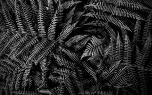 Preview wallpaper fern, plant, leaves, macro, black and white