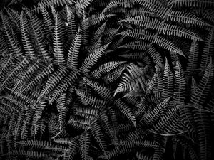 Preview wallpaper fern, plant, leaves, macro, black and white