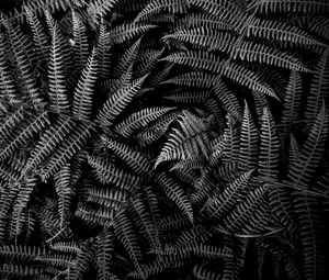 Preview wallpaper fern, plant, leaves, macro, black and white