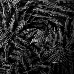 Preview wallpaper fern, plant, leaves, macro, black and white