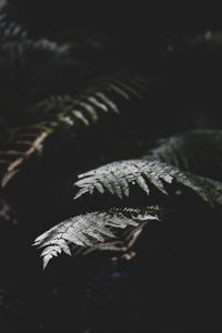 Preview wallpaper fern, plant, leaves, macro, dark