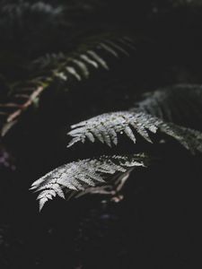Preview wallpaper fern, plant, leaves, macro, dark