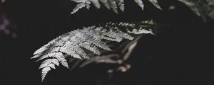 Preview wallpaper fern, plant, leaves, macro, dark