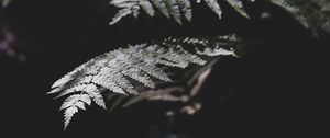 Preview wallpaper fern, plant, leaves, macro, dark