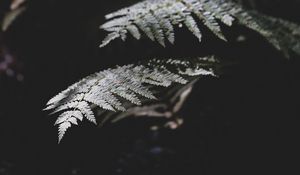 Preview wallpaper fern, plant, leaves, macro, dark