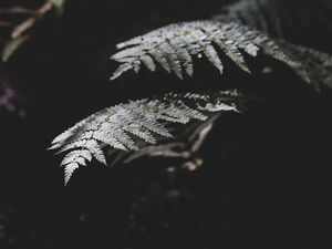 Preview wallpaper fern, plant, leaves, macro, dark