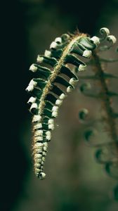 Preview wallpaper fern, plant, leaves, blur, green, macro