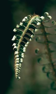 Preview wallpaper fern, plant, leaves, blur, green, macro