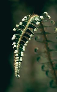 Preview wallpaper fern, plant, leaves, blur, green, macro