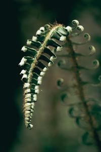 Preview wallpaper fern, plant, leaves, blur, green, macro