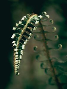 Preview wallpaper fern, plant, leaves, blur, green, macro