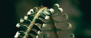 Preview wallpaper fern, plant, leaves, blur, green, macro