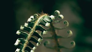Preview wallpaper fern, plant, leaves, blur, green, macro